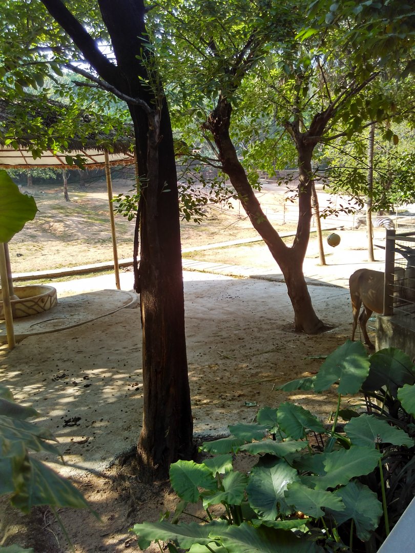 Large exhibit for zebra,eland and wildebeest