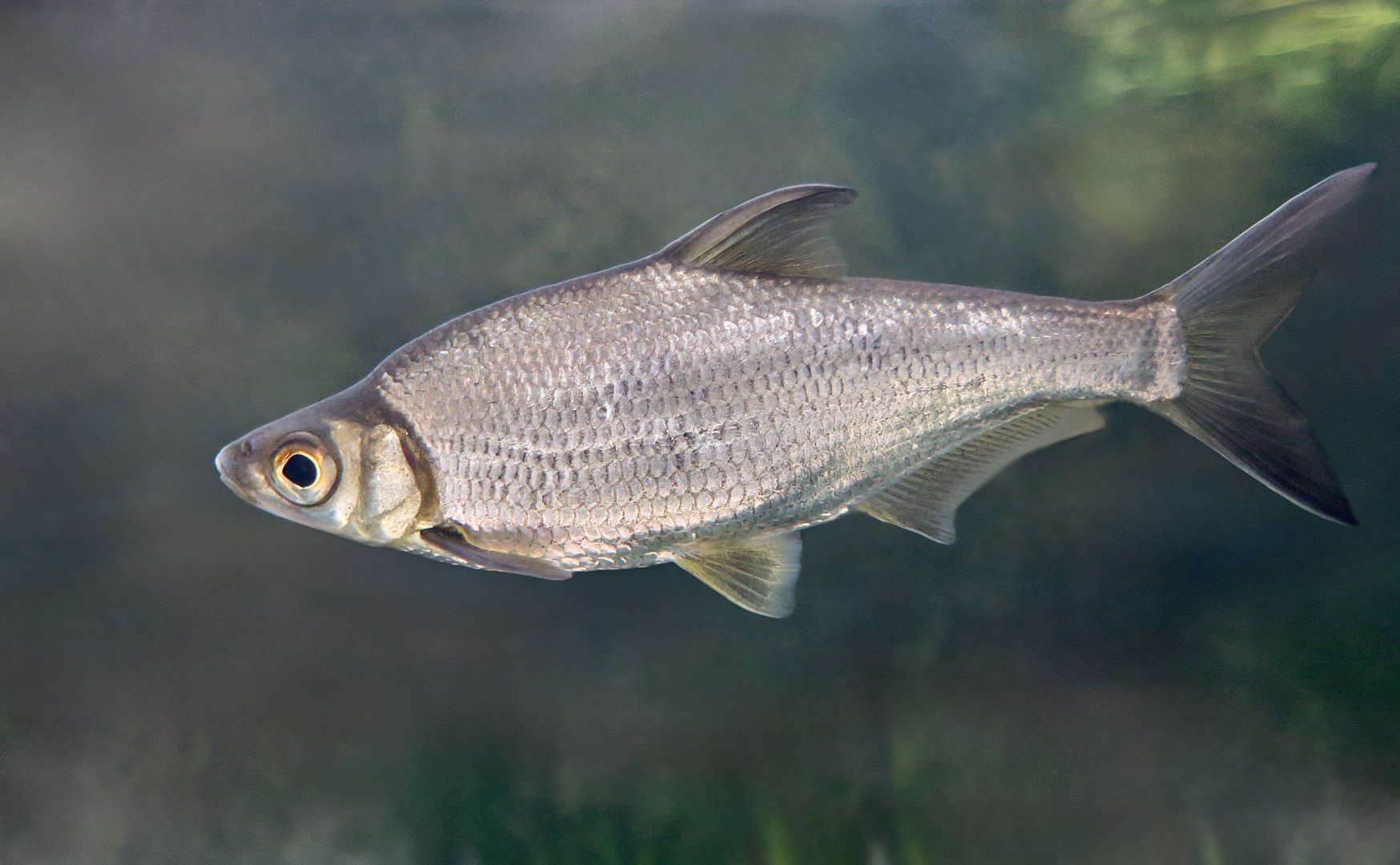 Large-Eyed Chinese Bream (Sinibrama macrops) - Xpark