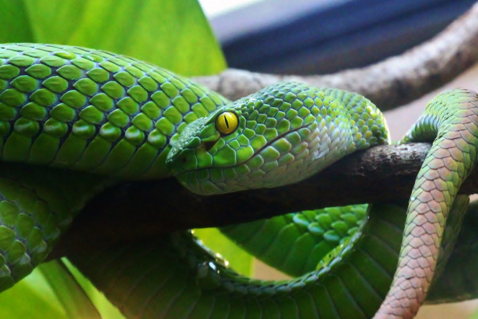 Large-eyed Pit Viper (Trimeresurus macrops)