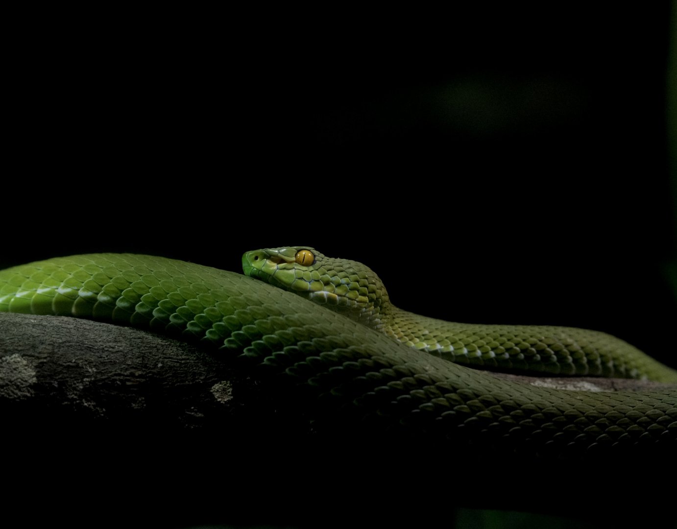 Large-eyed Pit Viper (Trimeresurus macrops)
