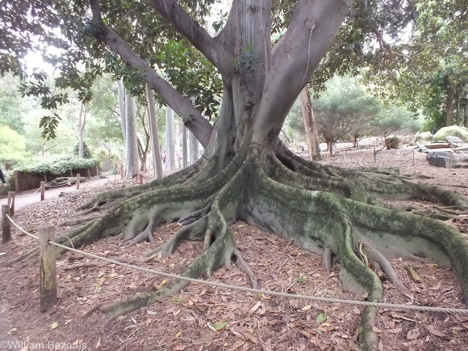 Large Fig in Kangaroo Walkthrough