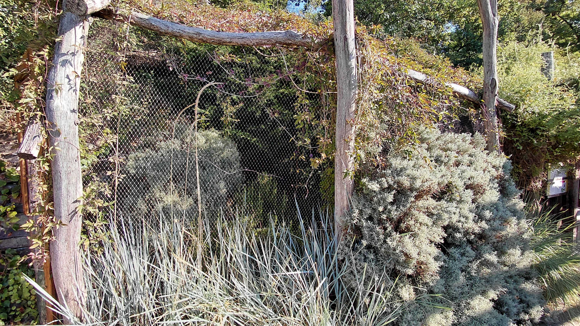 Large fig-parrot aviary