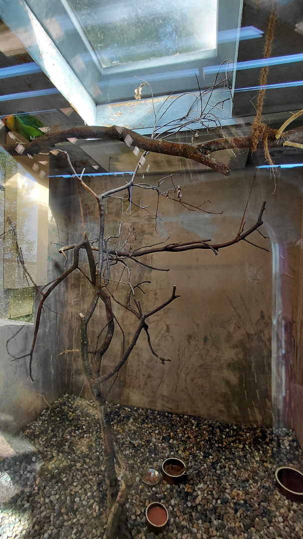 Large fig-parrot indoor exhibit