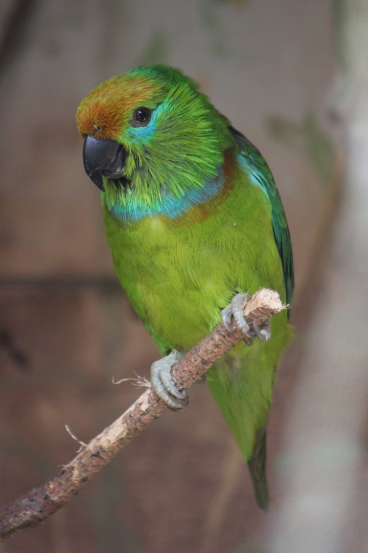 ?Large fig parrot (Psittaculirostris desmarestii) - juvenile?