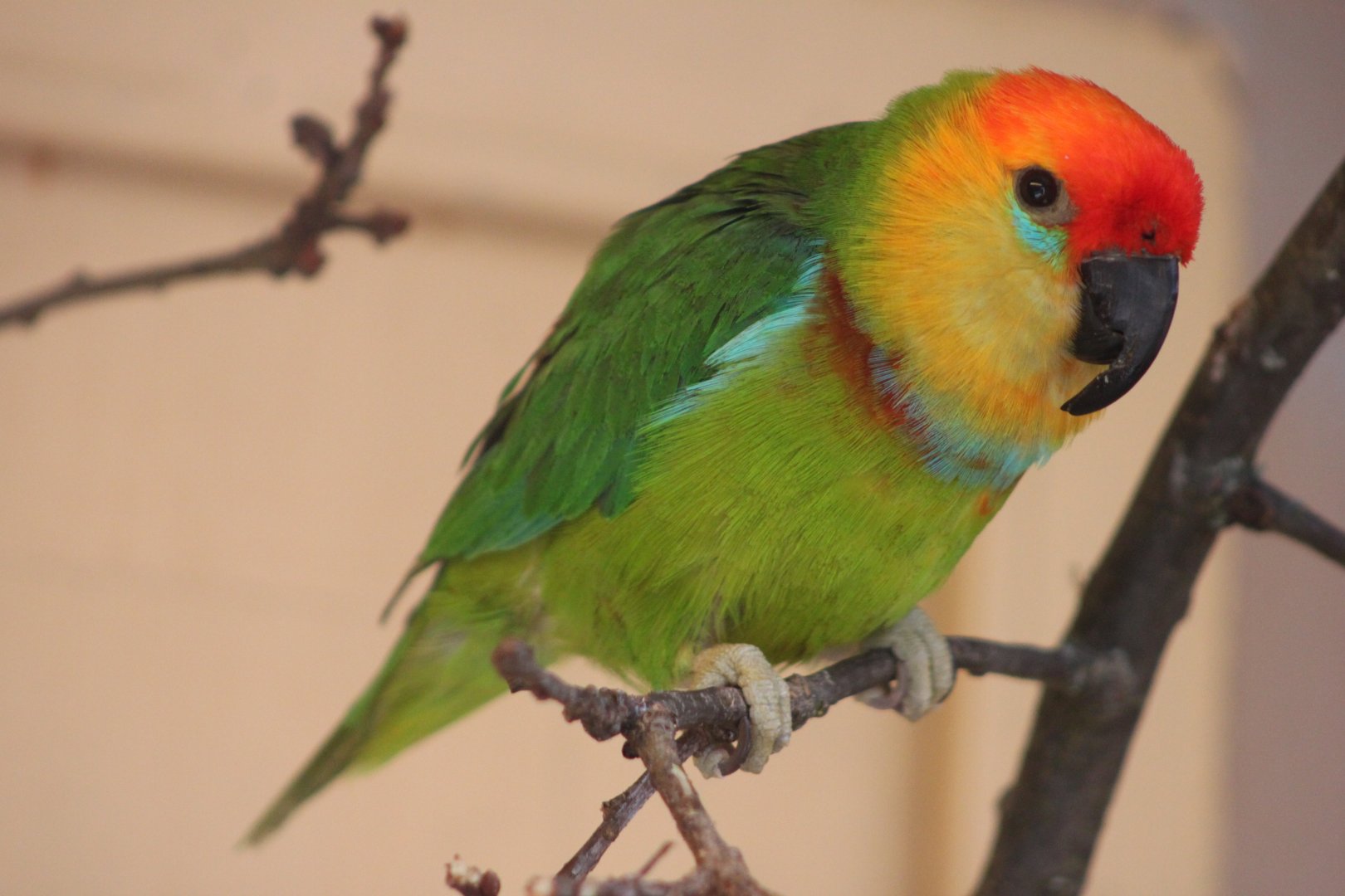 Large fig parrot (Psittaculirostris desmarestii)