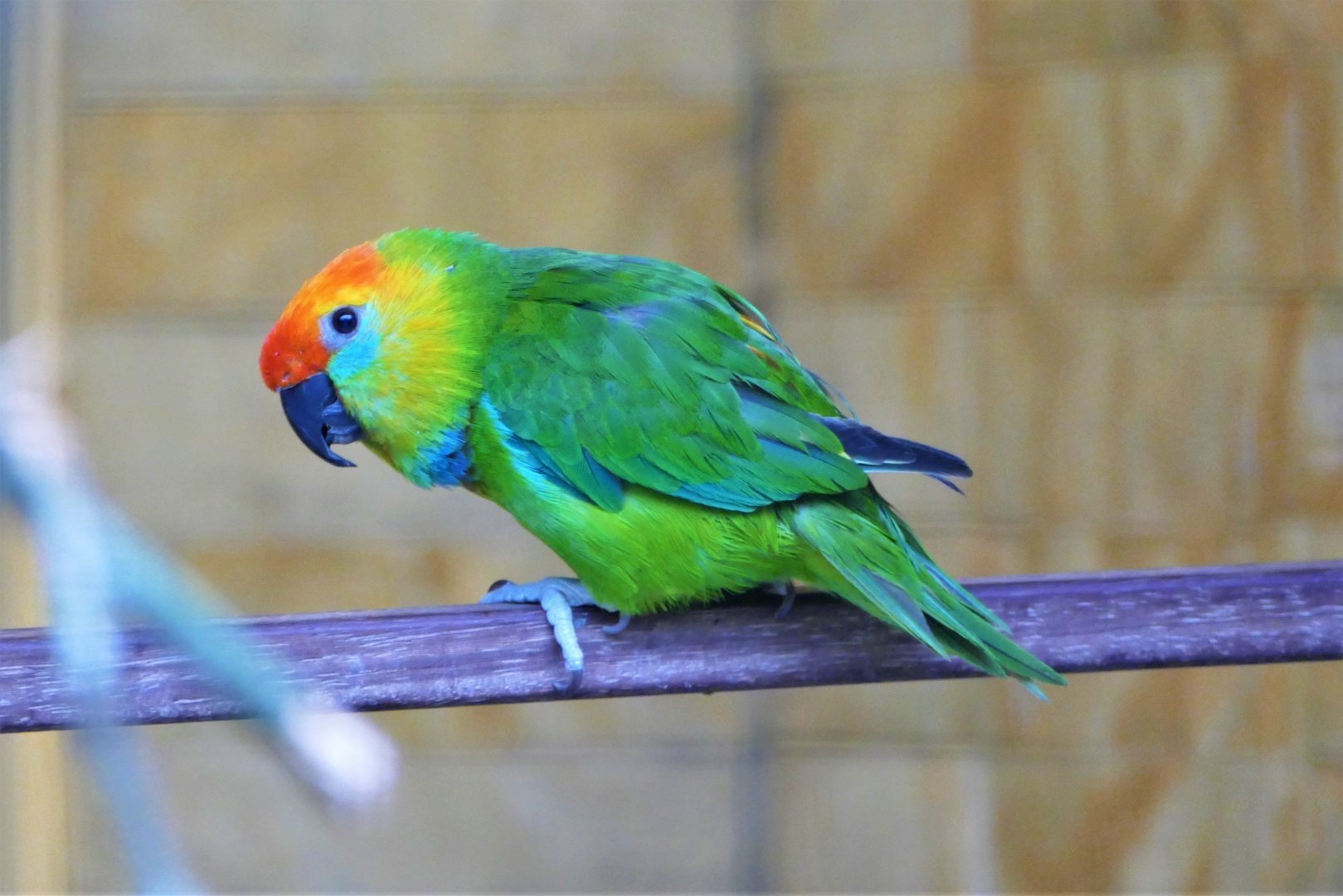 Large fig parrot