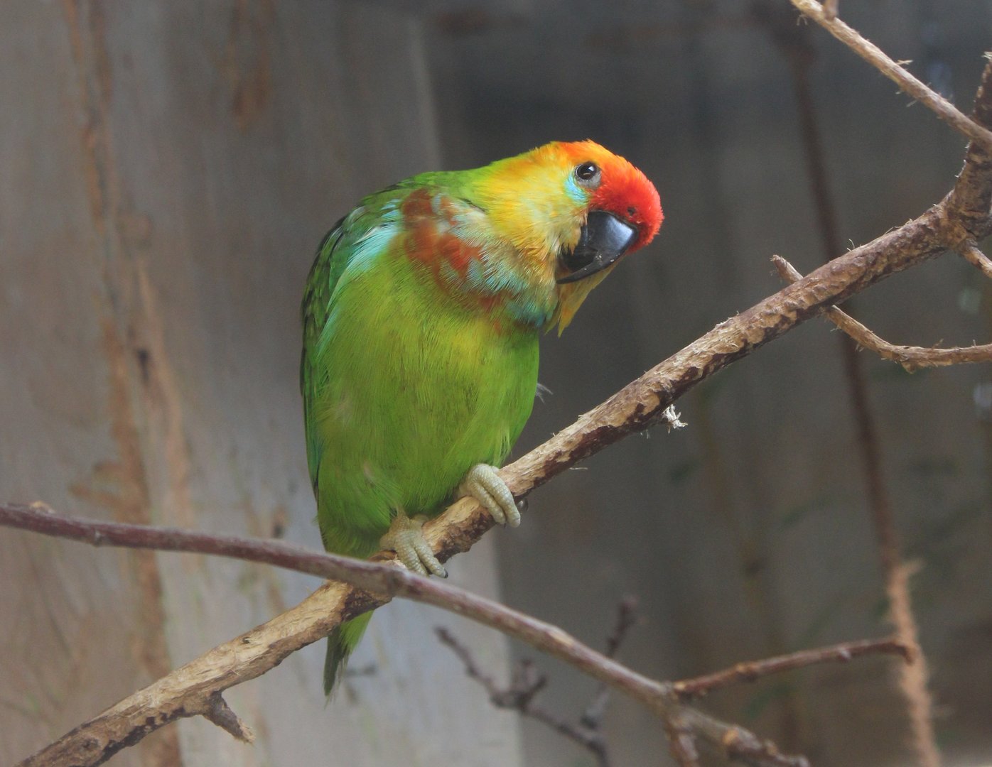 Large fig-parrot