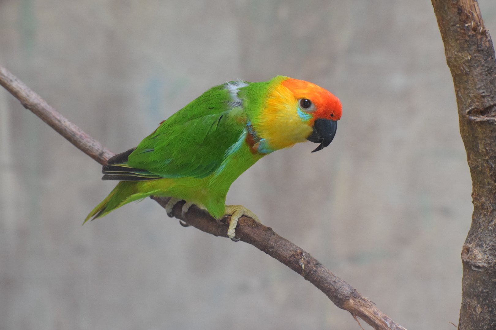 Large fig parrot