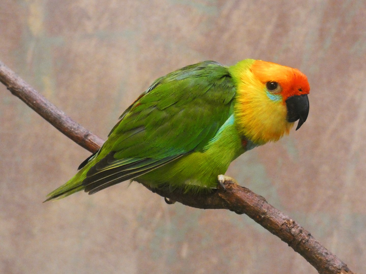 Large fig parrot