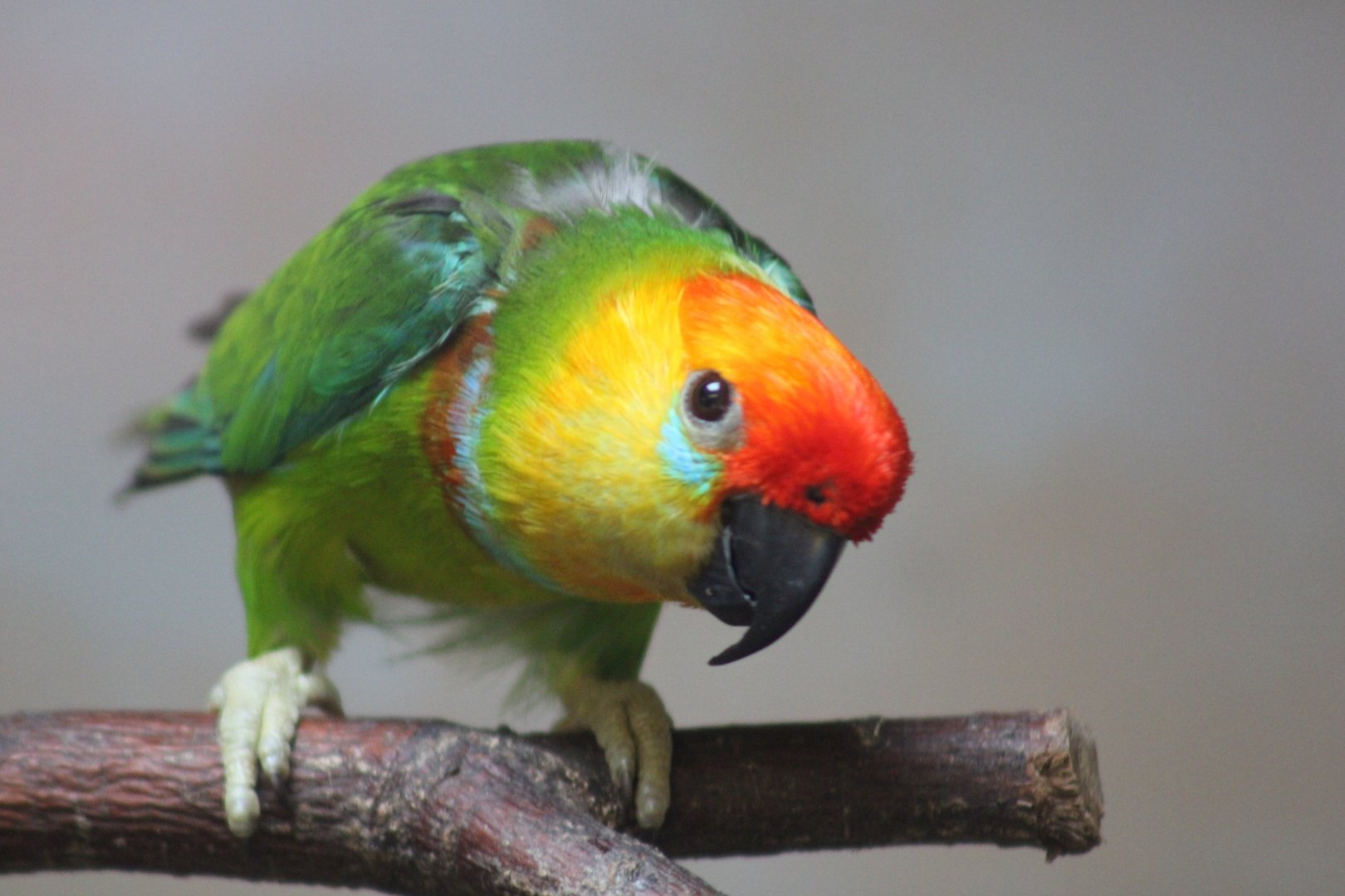 Large Fig Parrot