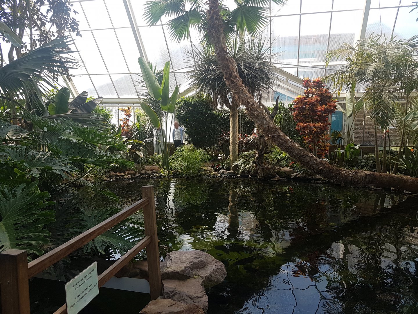 Large fish and turtle pool