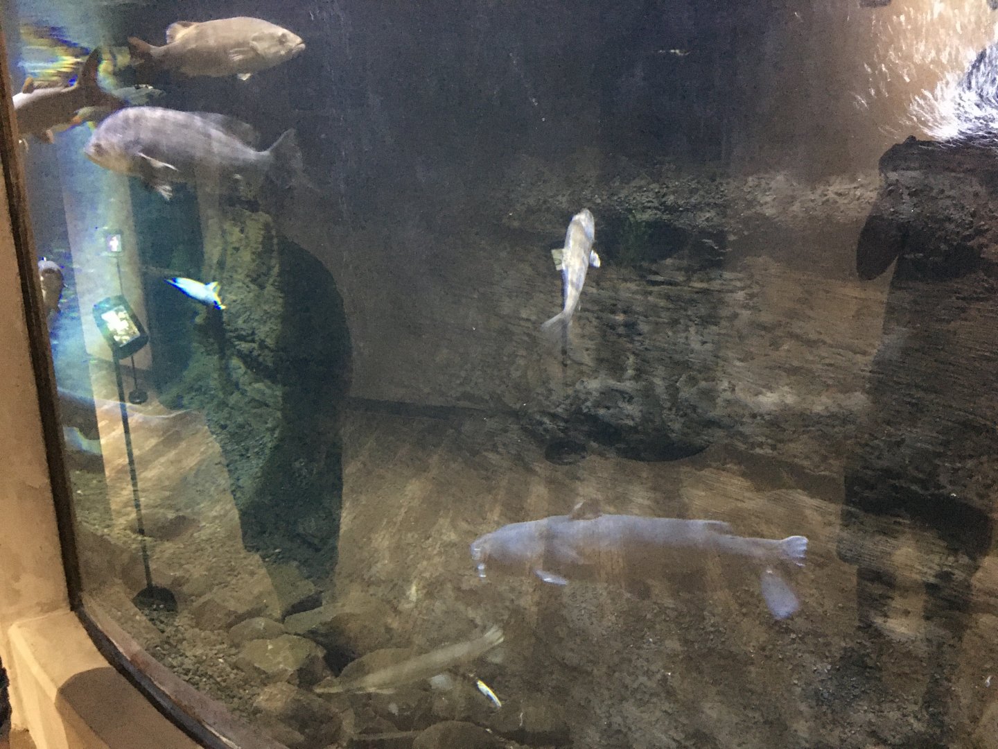 Large Fish Freshwater Tank - Apologies for Quality, From Cellphone