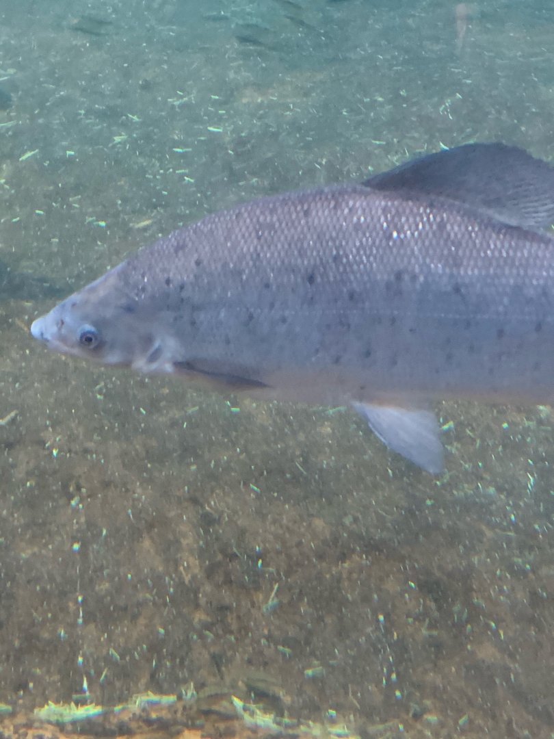Large Fish in Hippopotamus exhibit at Adventure Aquarium