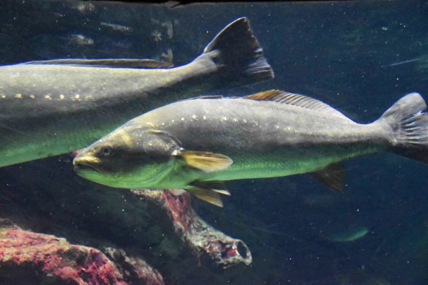 Large fish species in penguin pool (ID?)