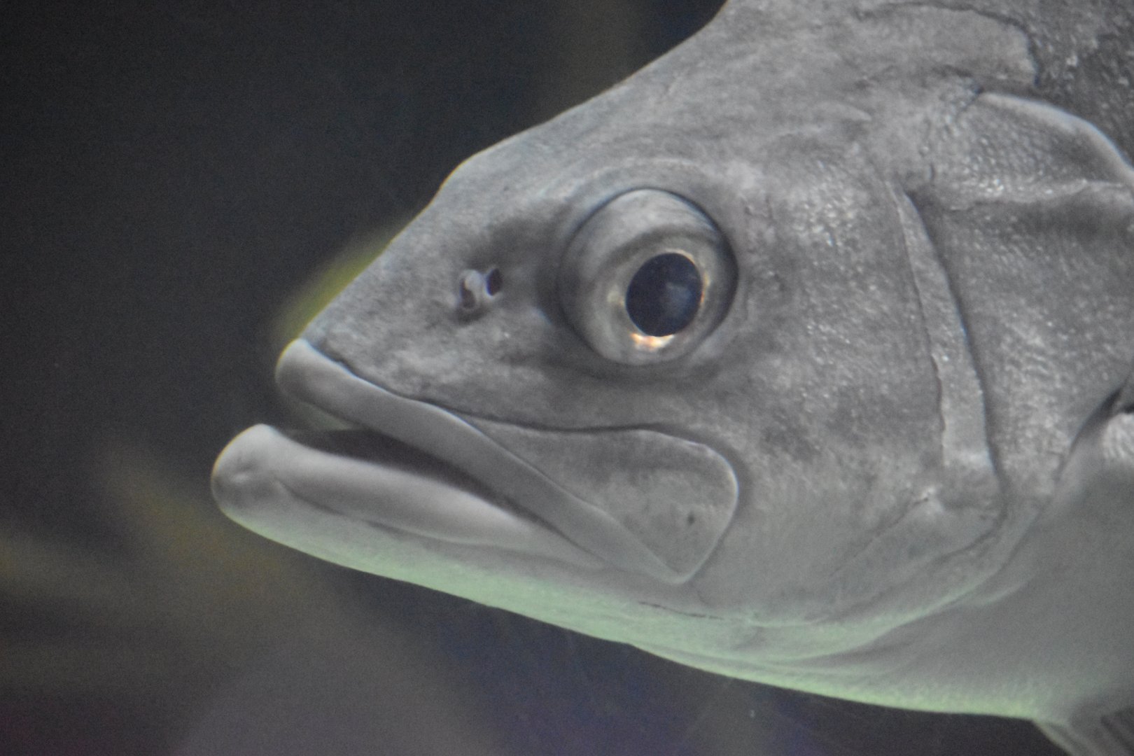 Large fish species in penguin pool