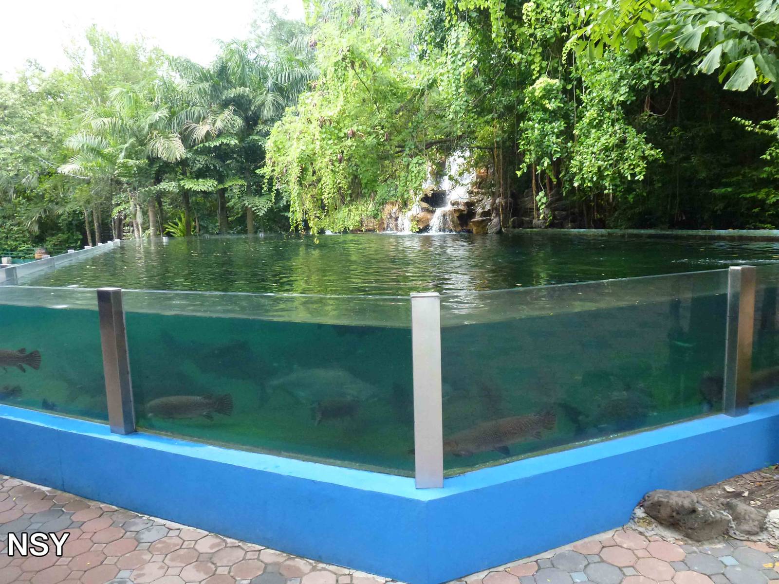 Large fish tank, June 2013.