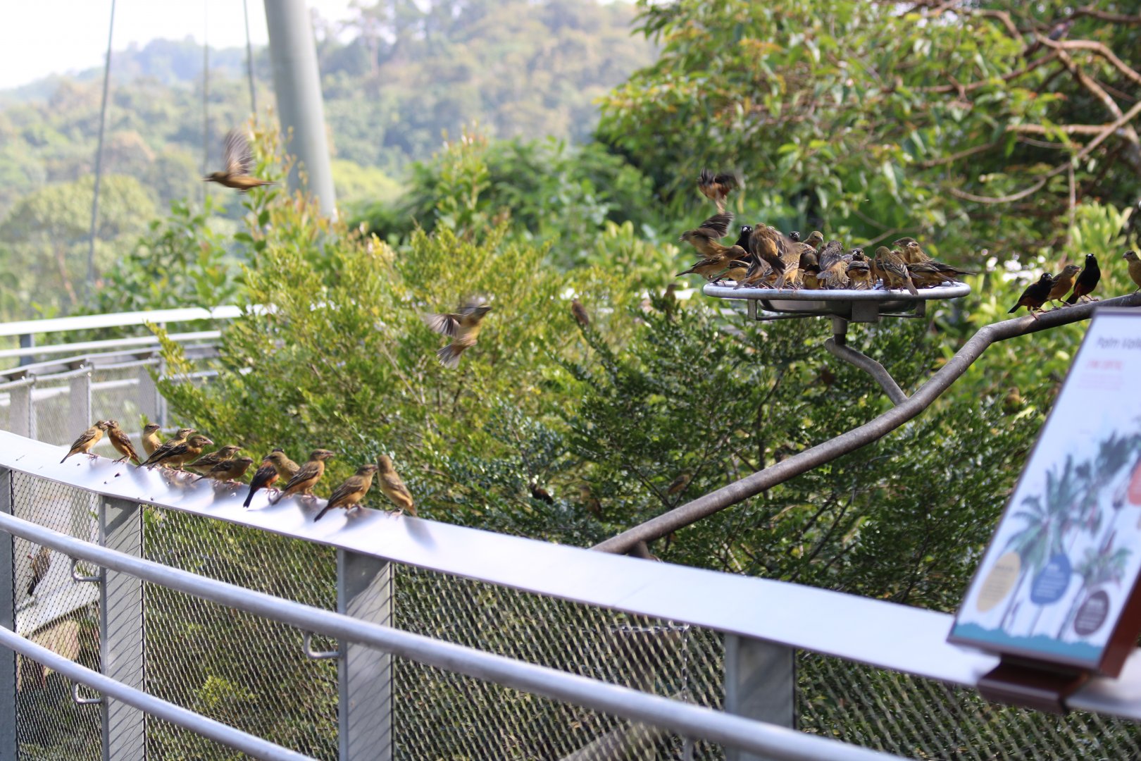 Large Flock of Chestnut-and-black Weavers