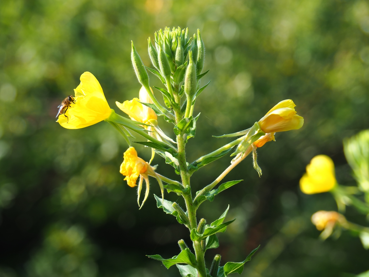 Large-flowered evening-primrose (Oenothera glazioviana), Sep 2nd, 2018
