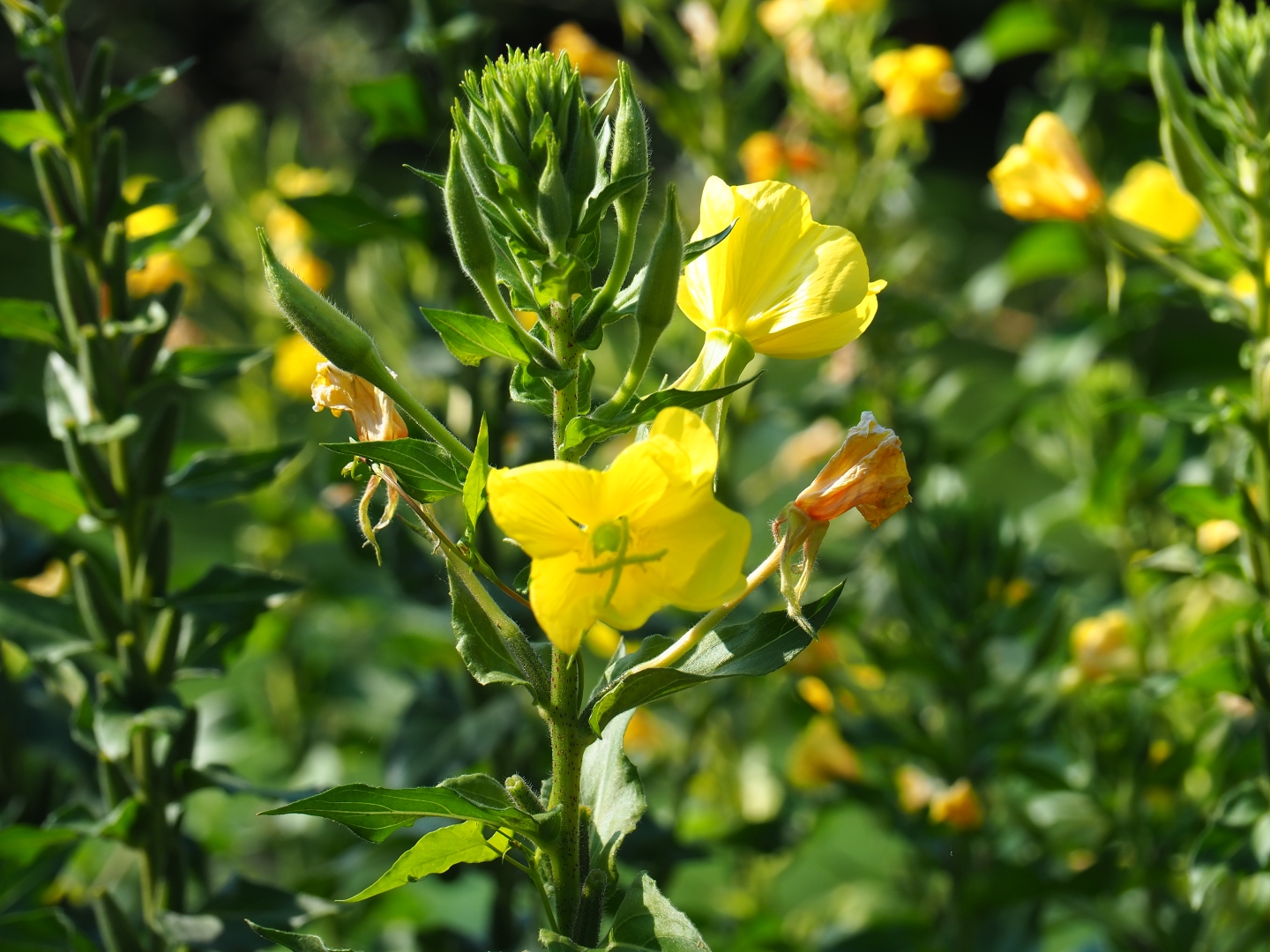 Large-flowered evening-primrose (Oenothera glazioviana), Sep 2nd, 2018