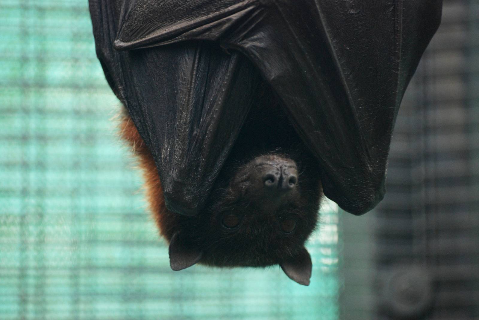 Large Flying Fox at Lubee Bat Conservancy, 11/10/13