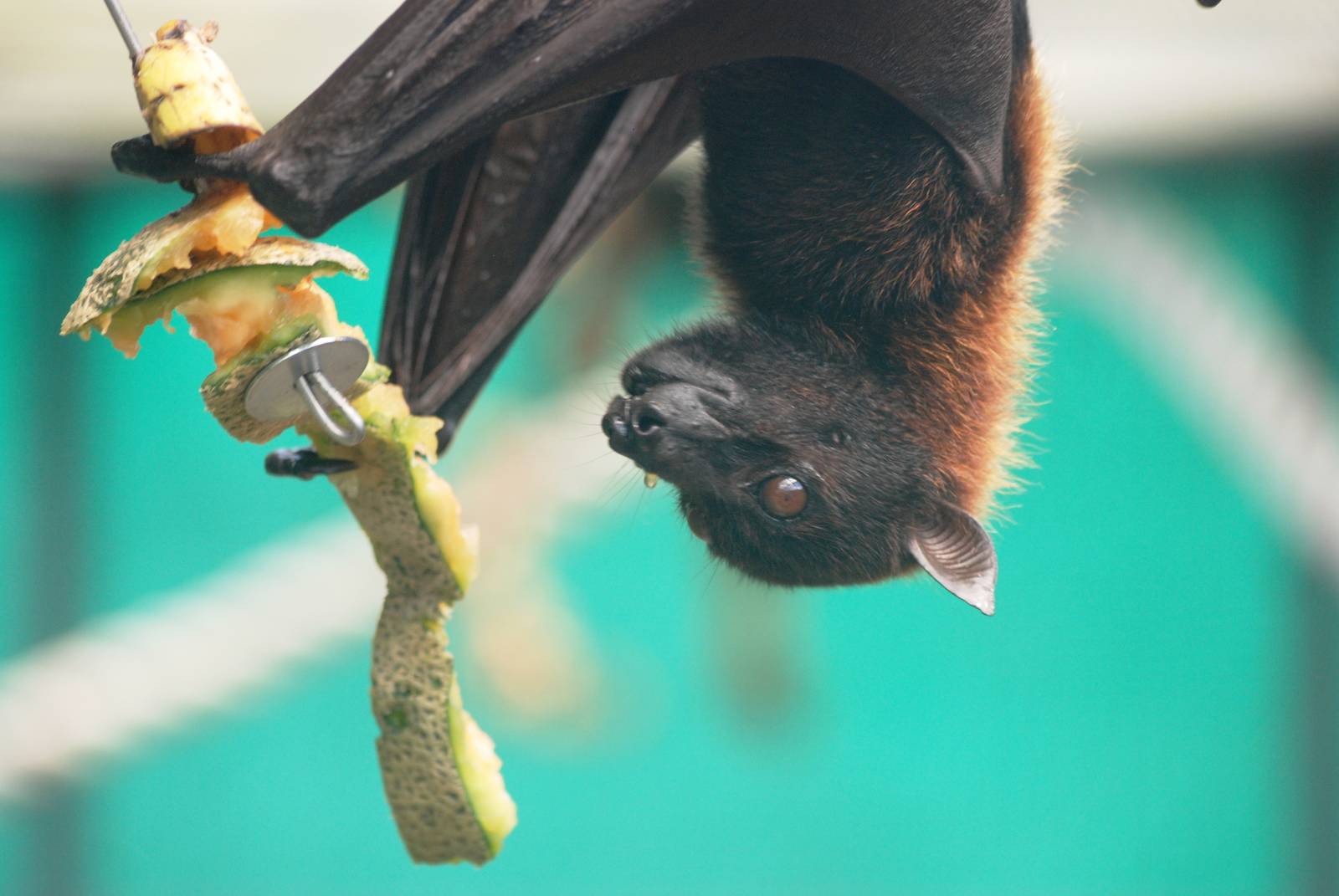 Large Flying Fox at Lubee Bat Conservancy, 11/10/13