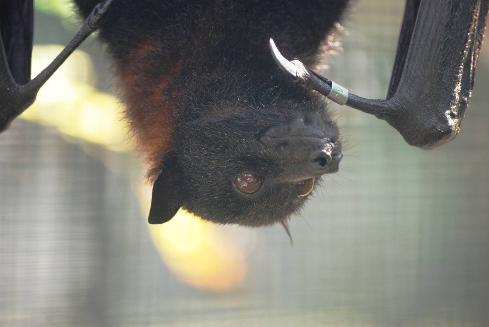 Large Flying Fox at Lubee Bat Conservancy, 11/10/13
