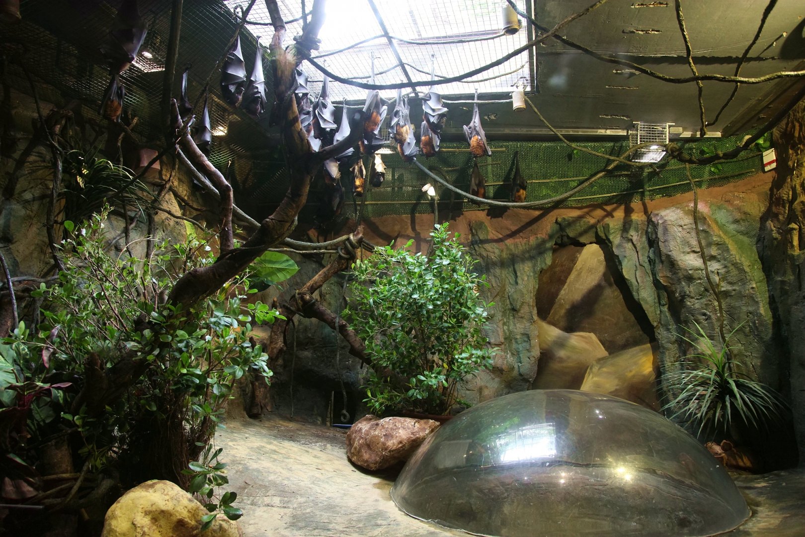 Large flying fox exhibit