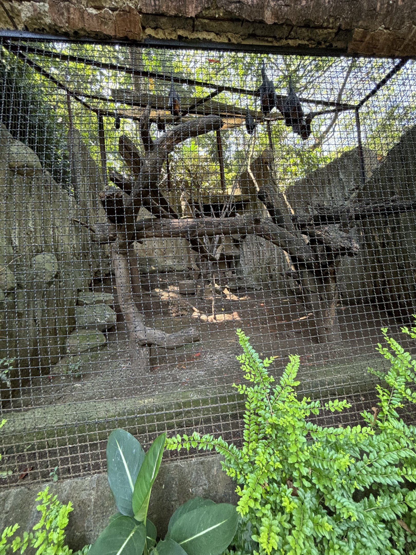 Large Flying Fox Exhibit