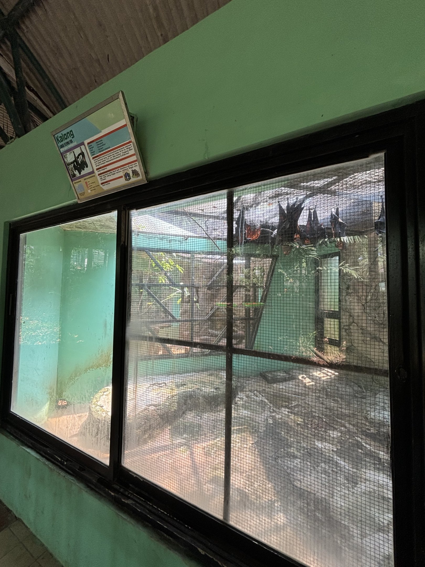 Large Flying Fox Exhibit