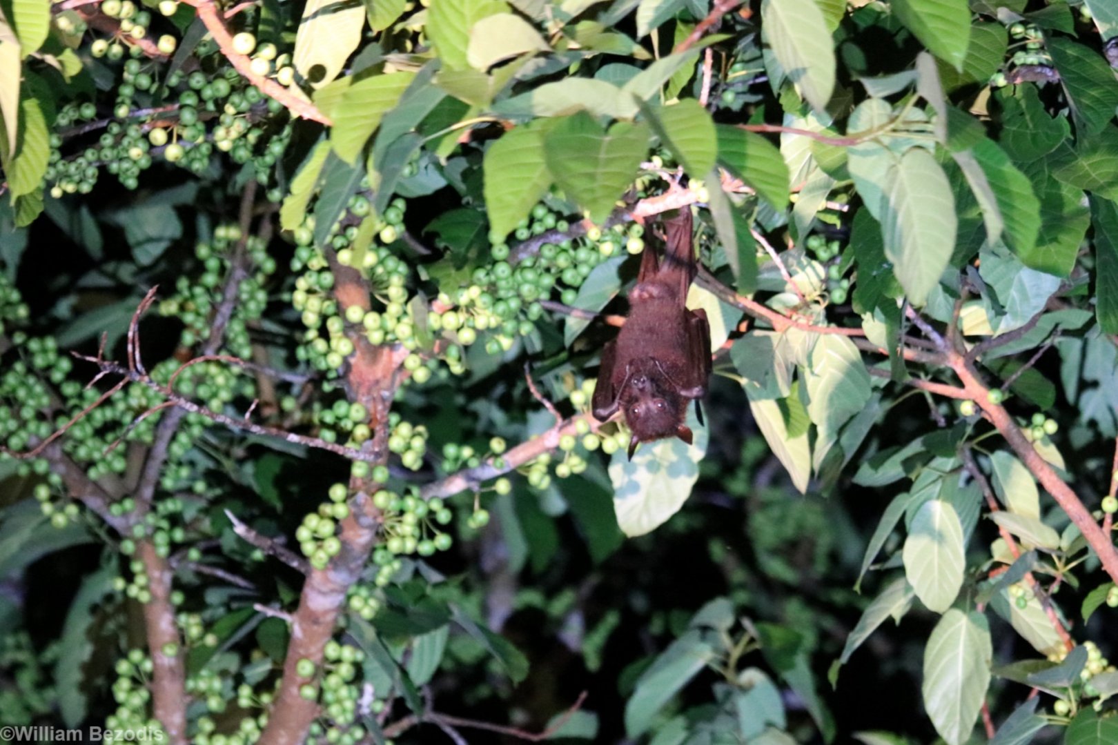 Large Flying Fox - Kinabatangan