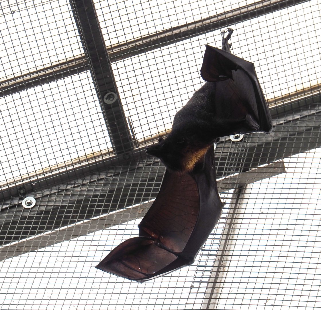 Large flying fox (Pteropus vampyrus), 2020-09-03