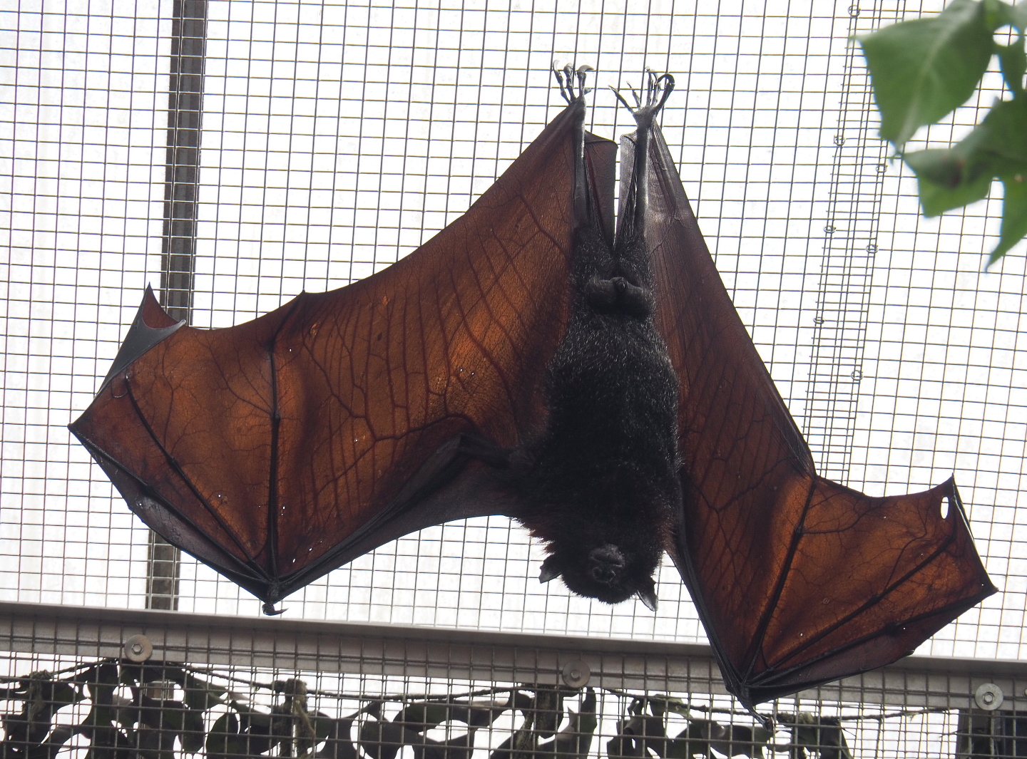 Large flying fox (Pteropus vampyrus), 2021-09-03