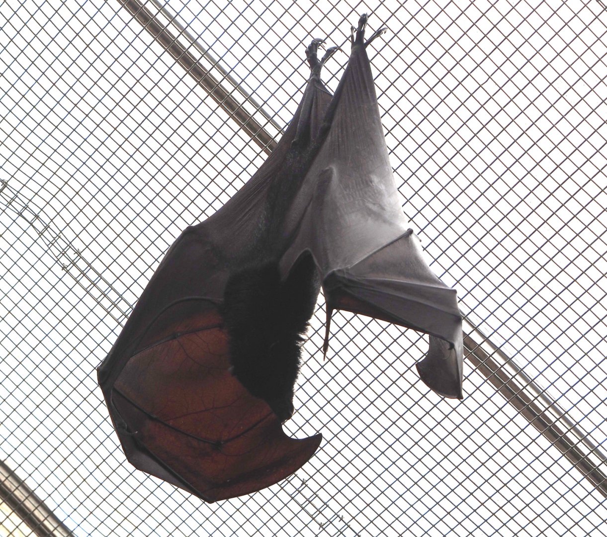 Large flying fox (Pteropus vampyrus), 2022-06-28