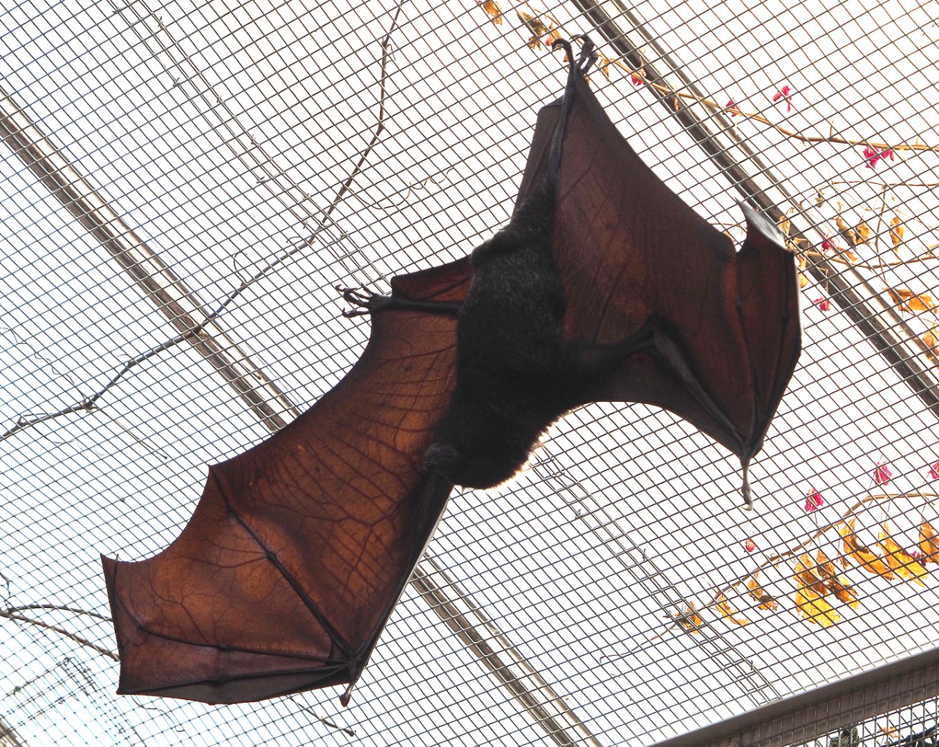 Large flying fox (Pteropus vampyrus), 2022-06-28