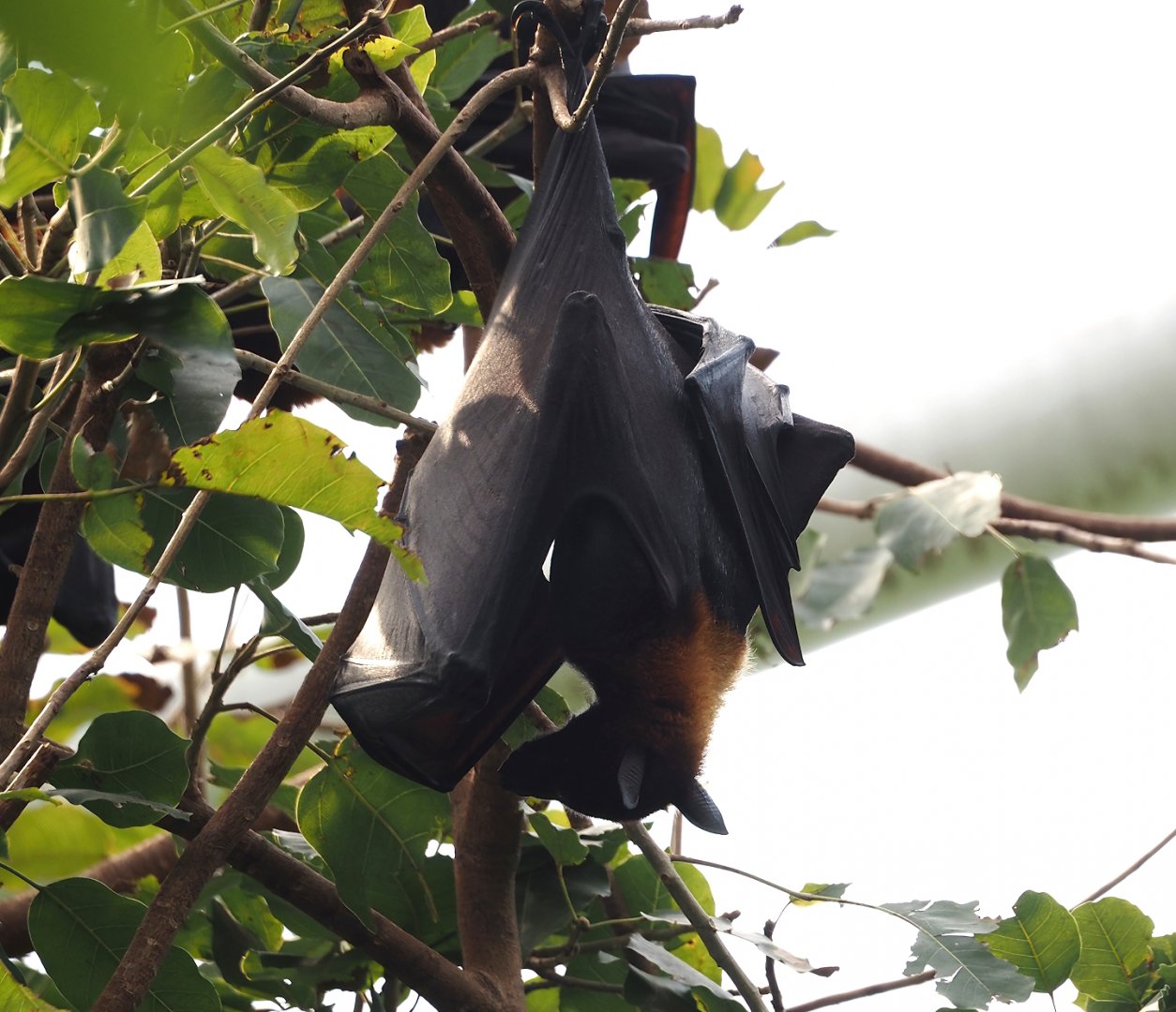 Large flying fox (Pteropus vampyrus), 2024-08-05