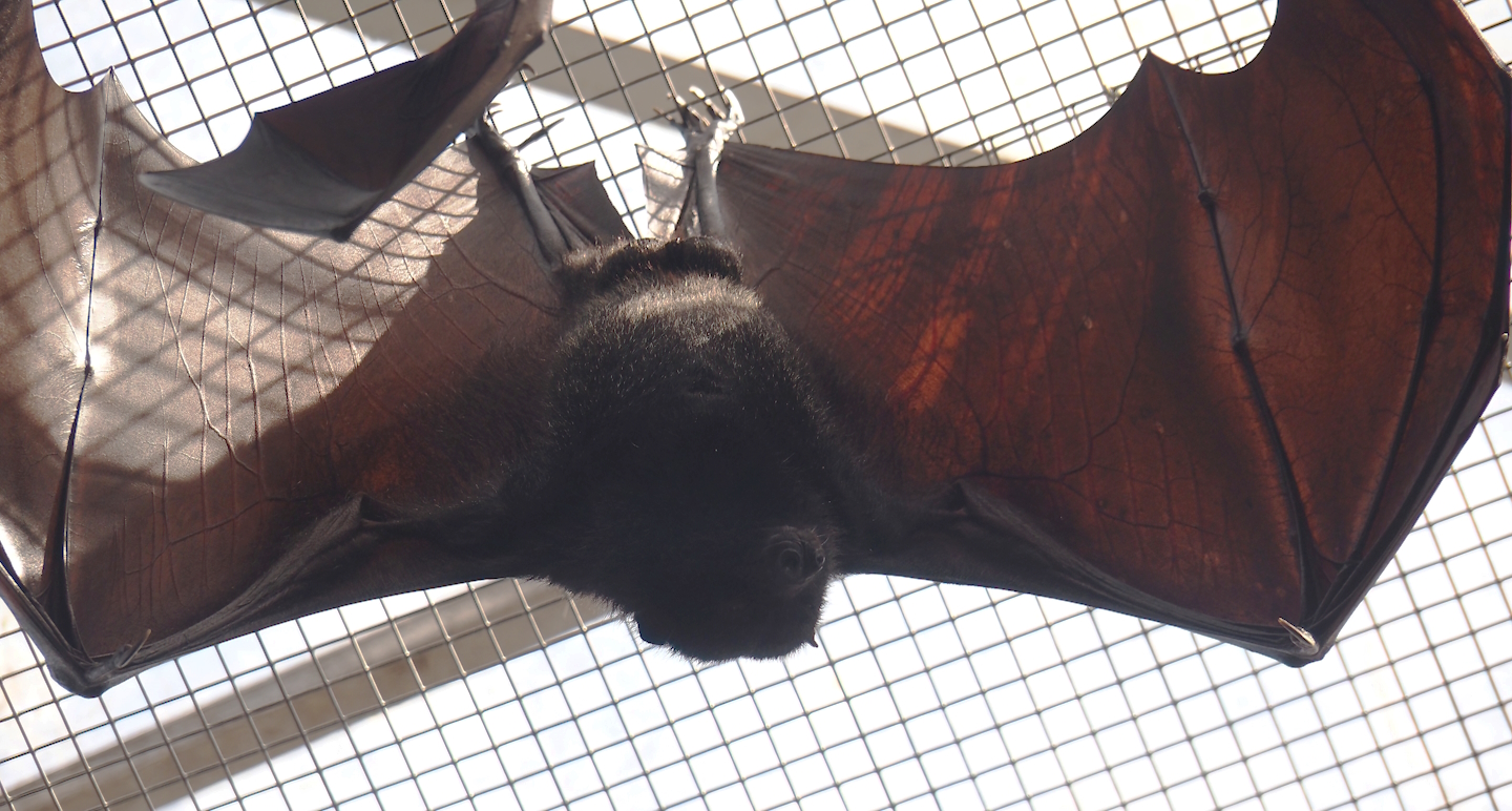 Large flying fox (Pteropus vampyrus), 2024-09-17