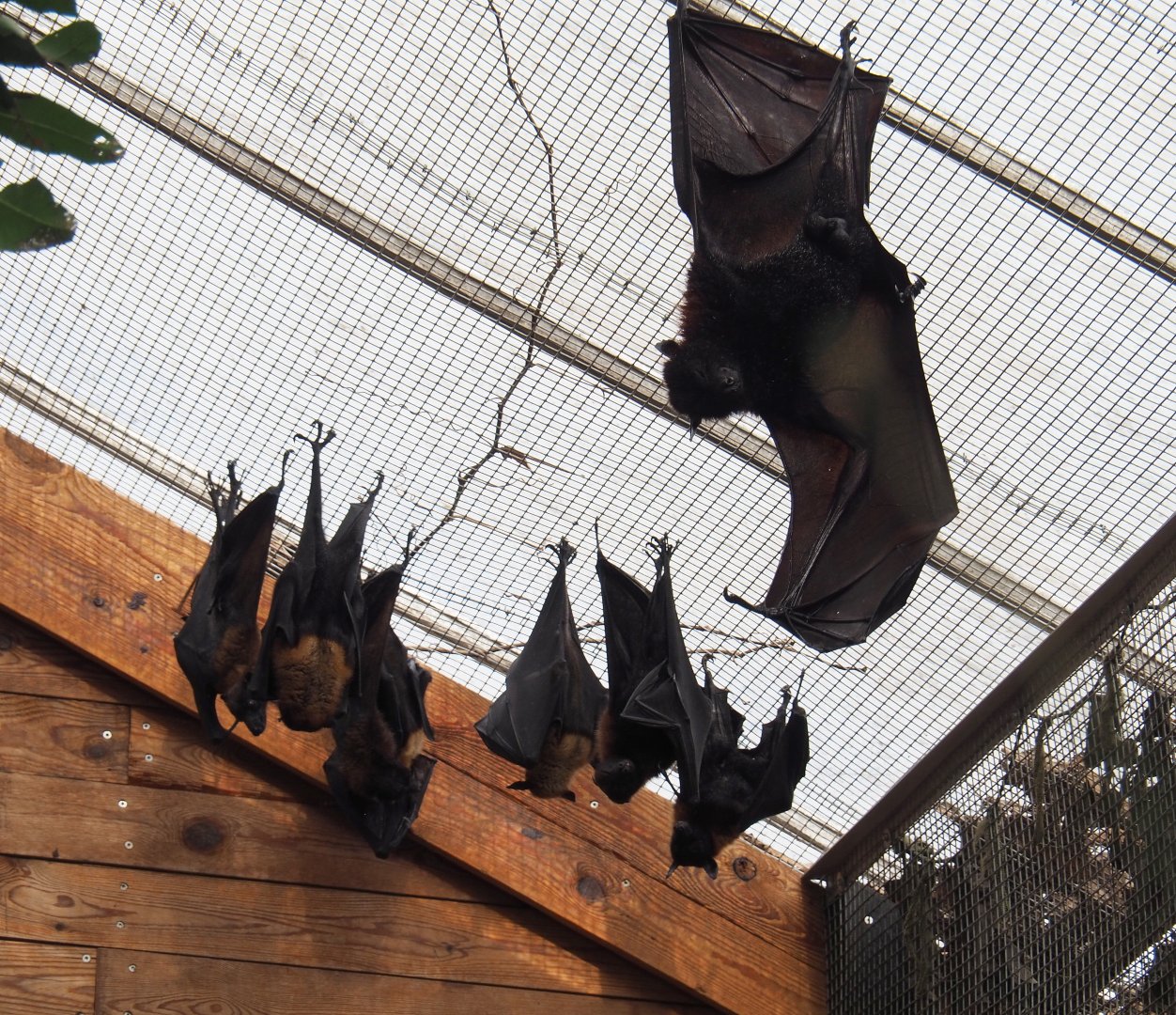 Large flying fox (Pteropus vampyrus) and Lyle's flying foxes (Pteropus lylei), 2021-09-03