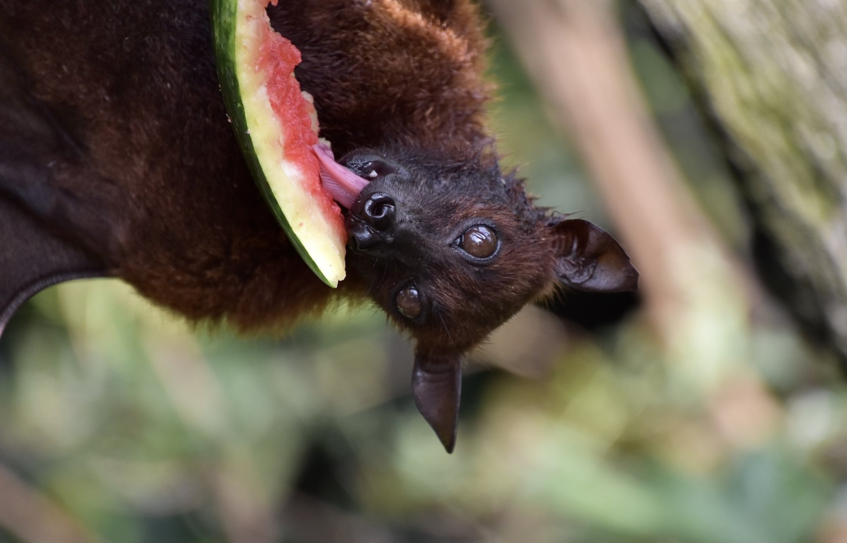 Large Flying Fox (Pteropus vampyrus sumatraensis)