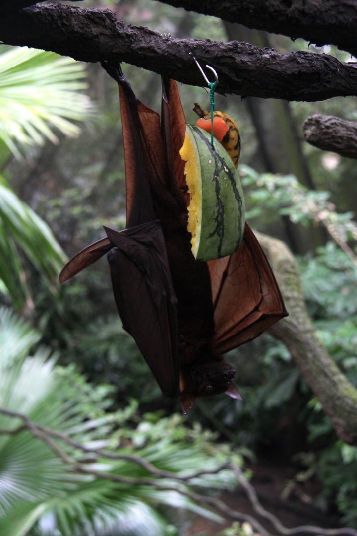 large flying fox (Pteropus vampyrus)
