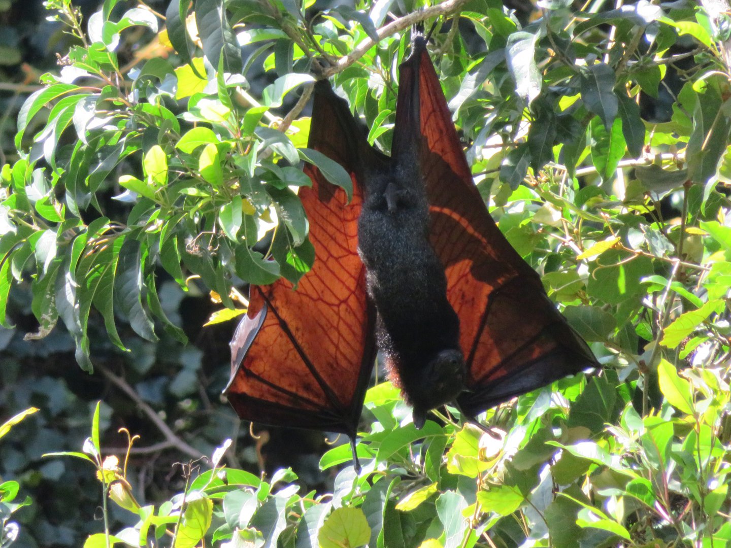 Large Flying Fox (Pteropus vampyrus)
