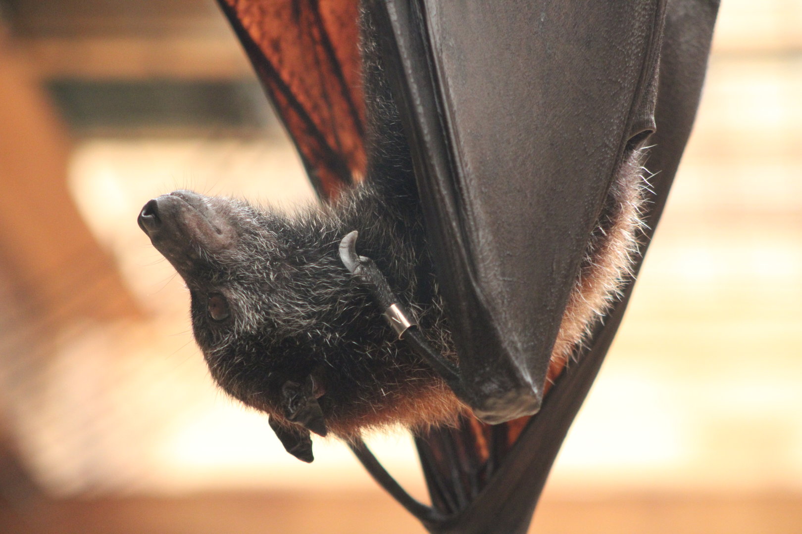 Large Flying Fox (Pteropus vampyrus)