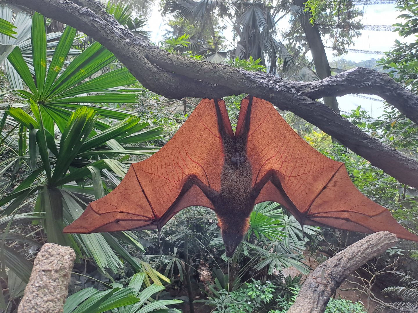 Large Flying Fox (Pteropus vampyrus)