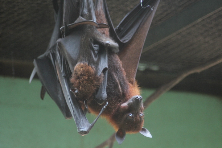 Large flying fox (Pteropus vampyrus)