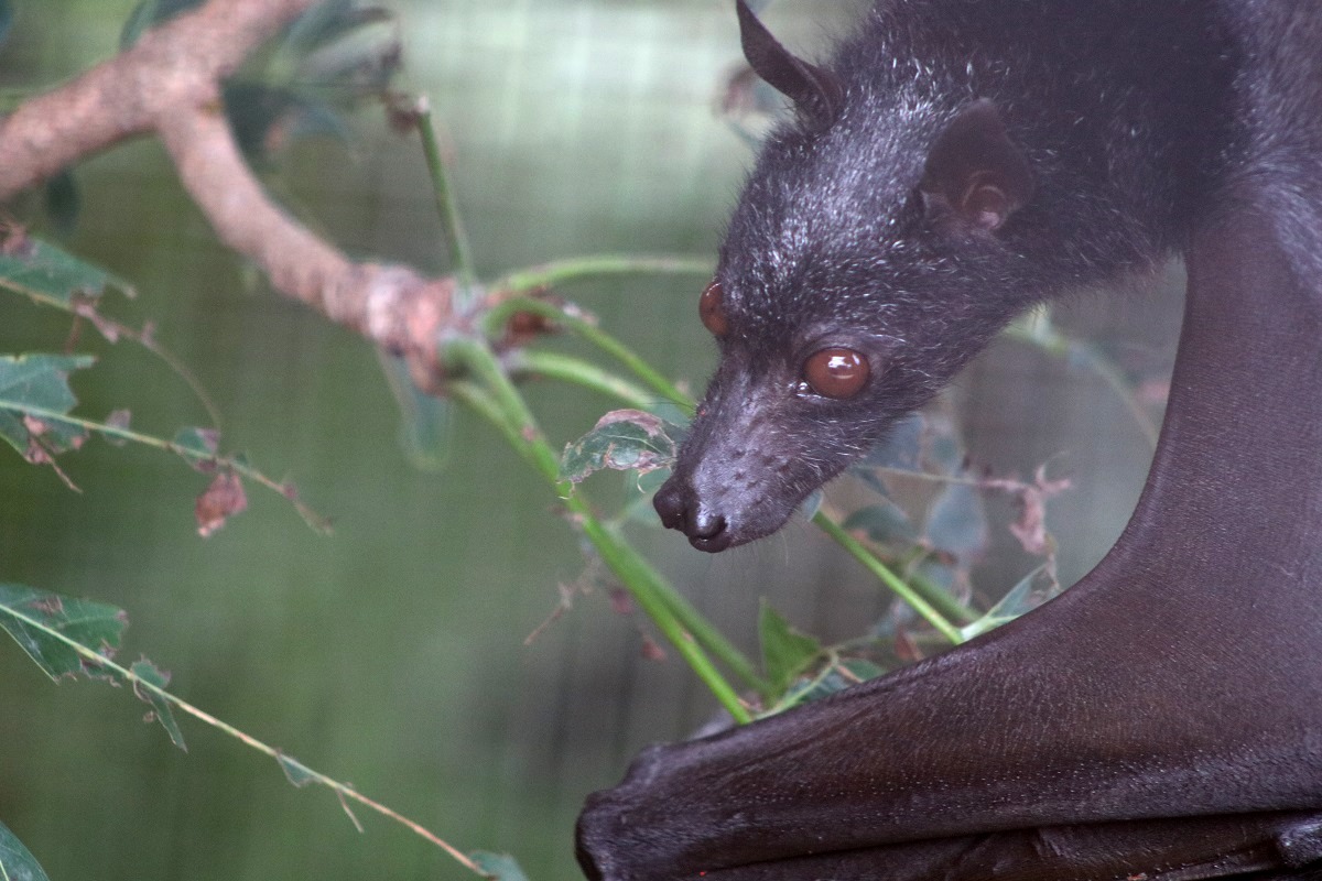 Large Flying-fox (Pteropus vampyrus)