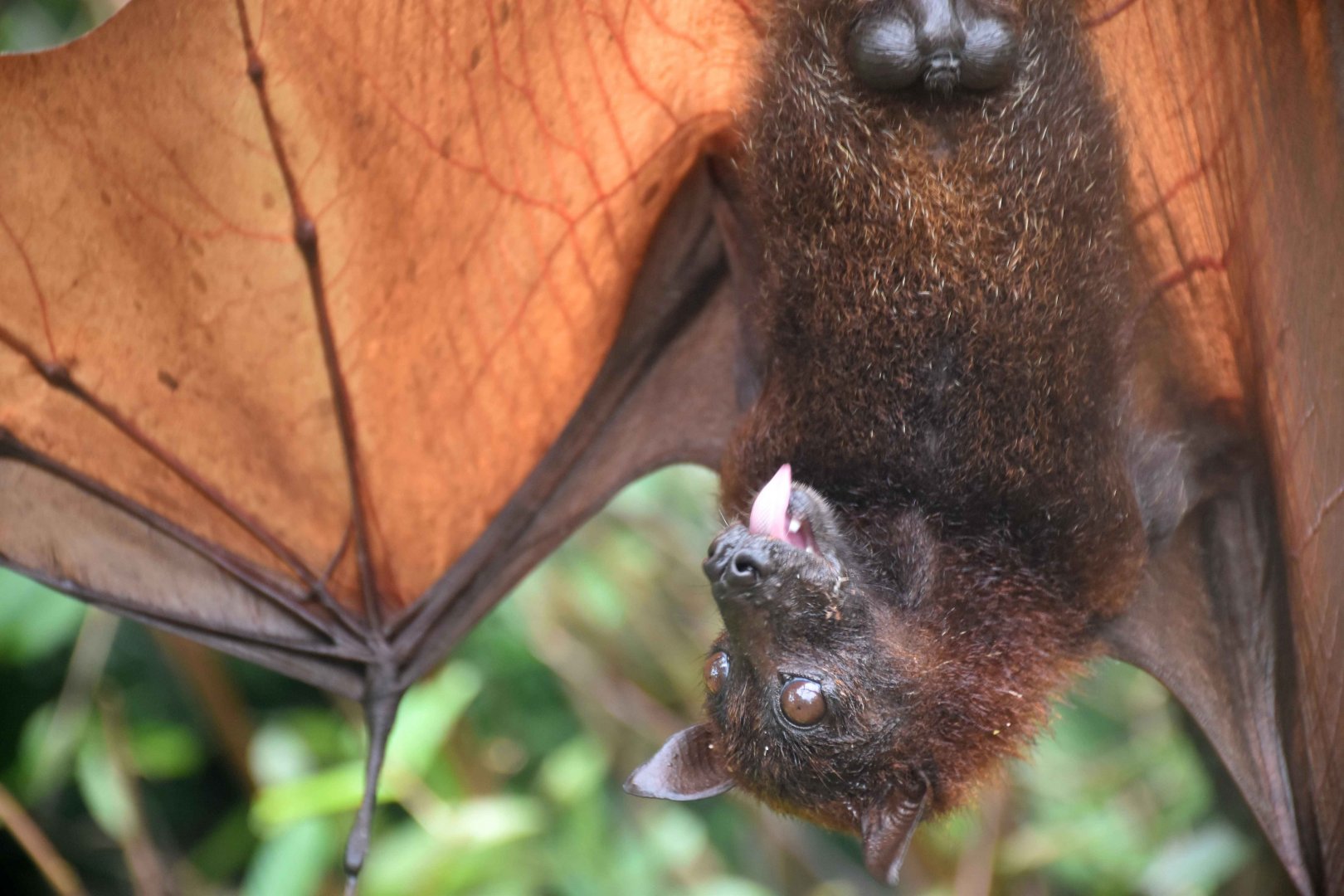 Large Flying Fox (Pteropus vampyrus)