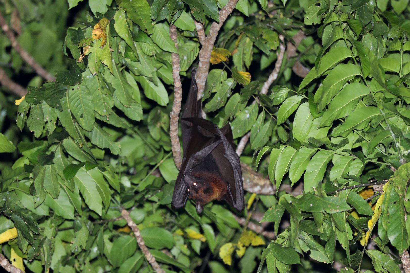 large flying fox (Pteropus vampyrus)