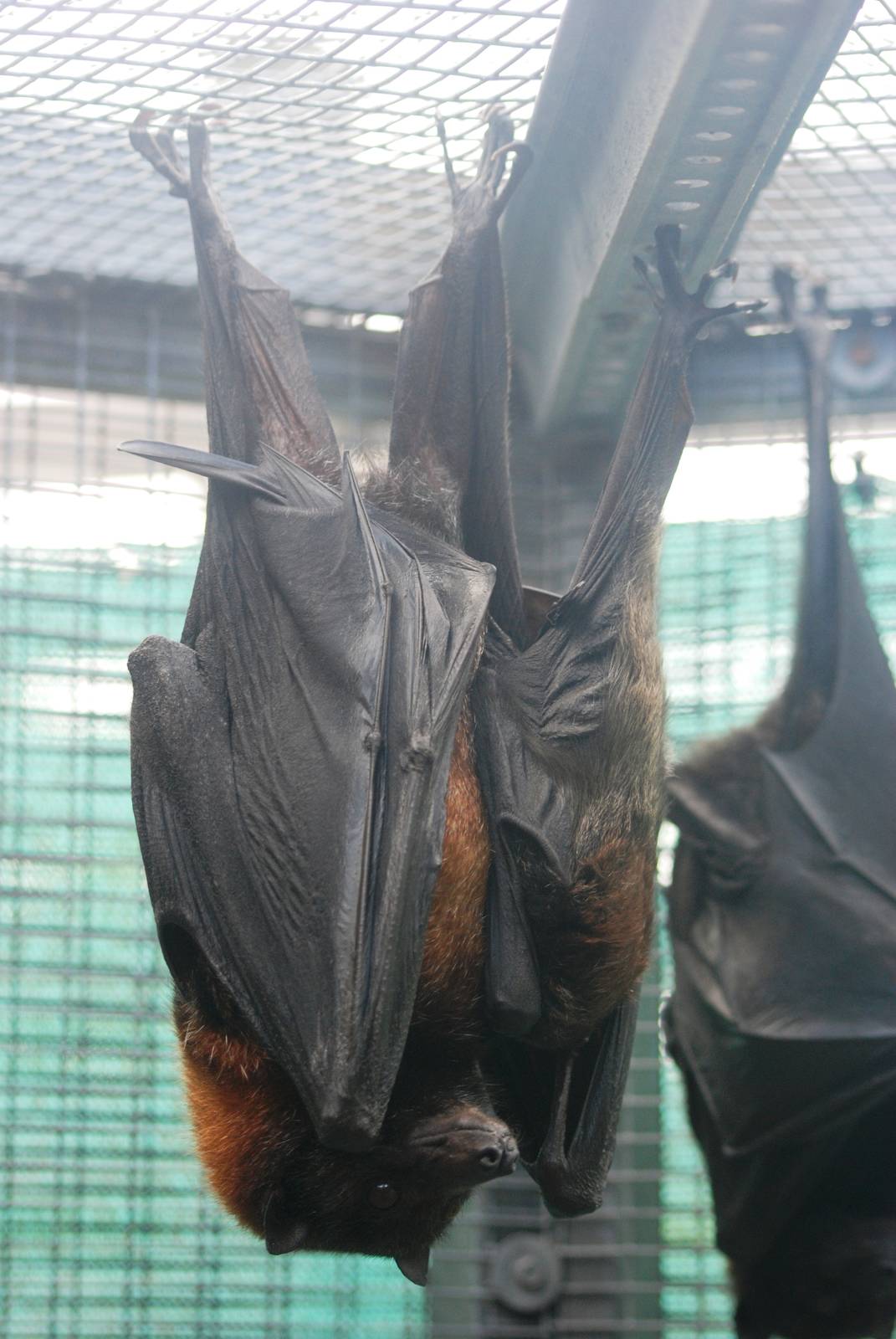 Large Flying Fox with Youngster at Lubee Bat Conservancy, 11/10/13