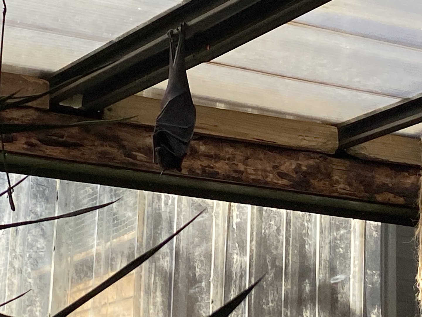 Large flying fox