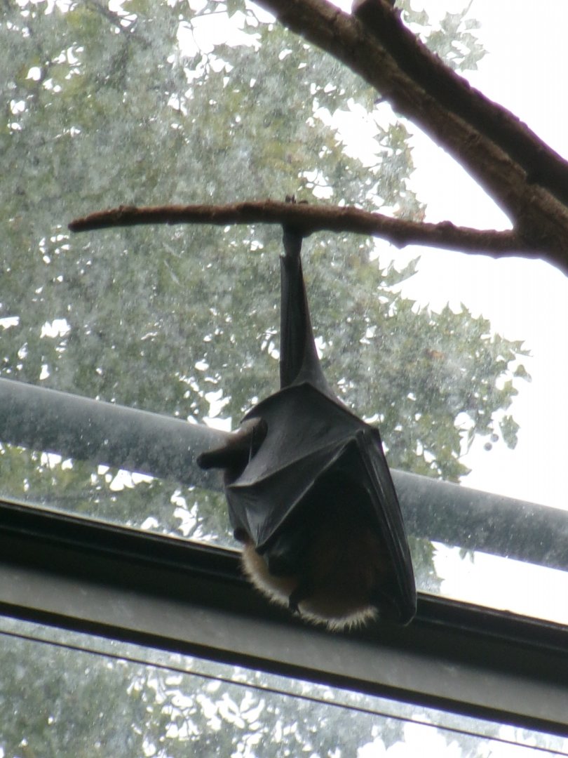 Large flying fox