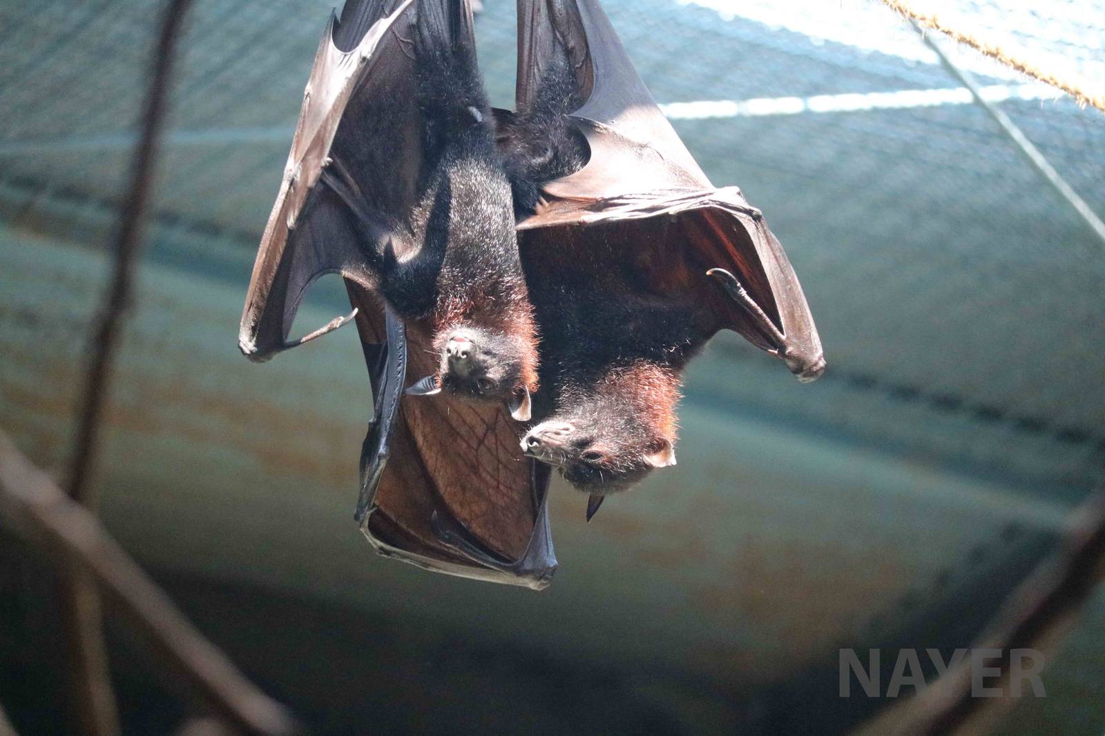 Large flying foxes, April 2016